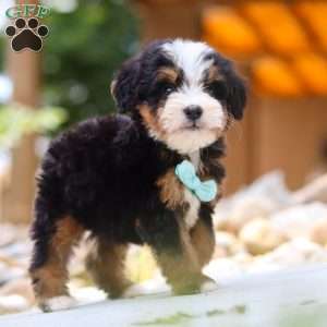 Goodbye Earl, Mini Bernedoodle Puppy